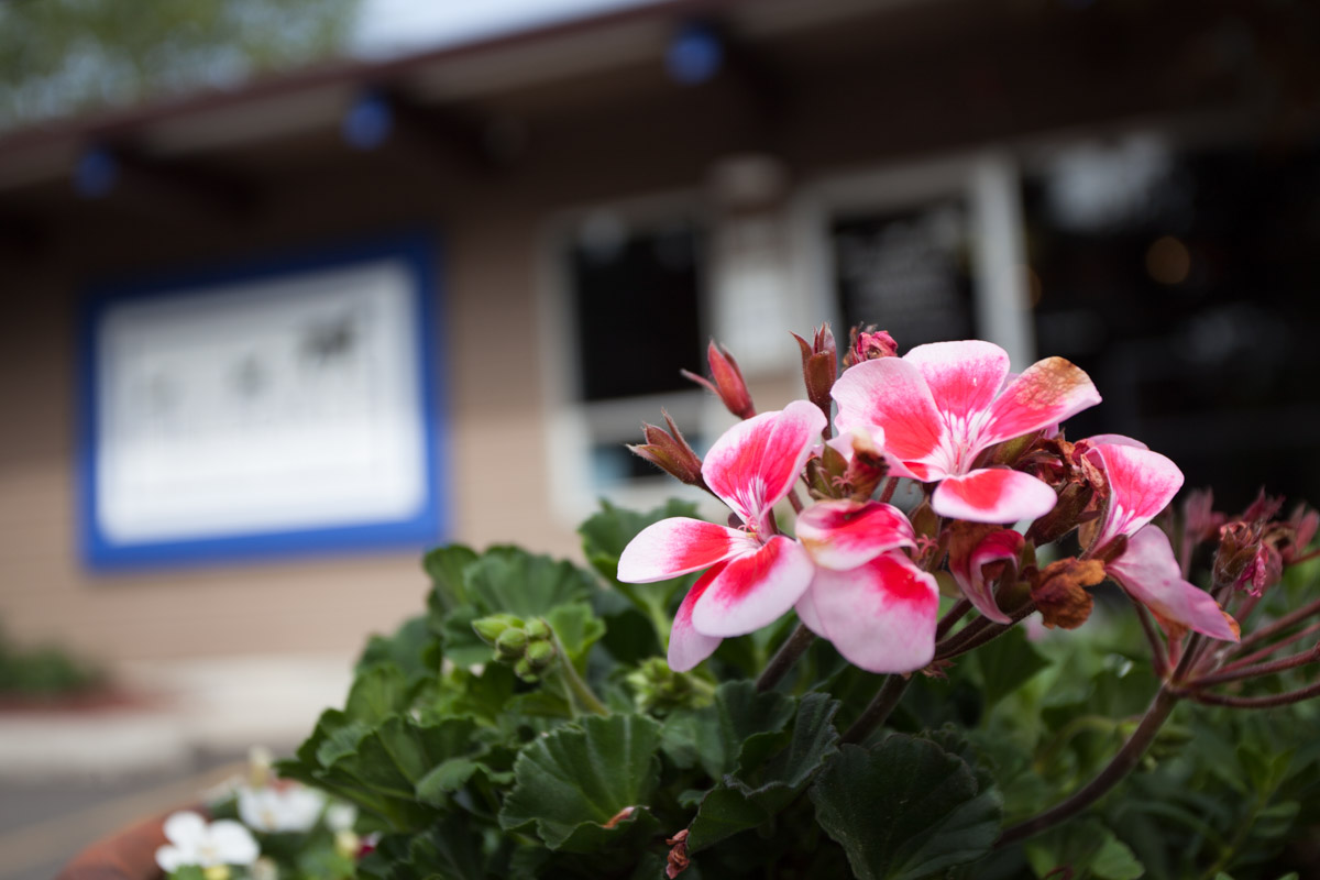 Hillsdale Veterinary Hospital